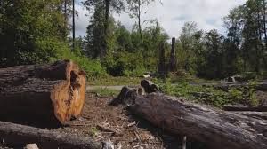 Best Fruit Tree Pruning  in Occidental, CA