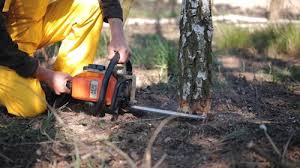 Best Tree Disease Treatment  in Occidental, CA