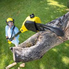 Best Tree Cabling and Bracing  in Occidental, CA