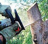 Best Hedge Trimming  in Occidental, CA