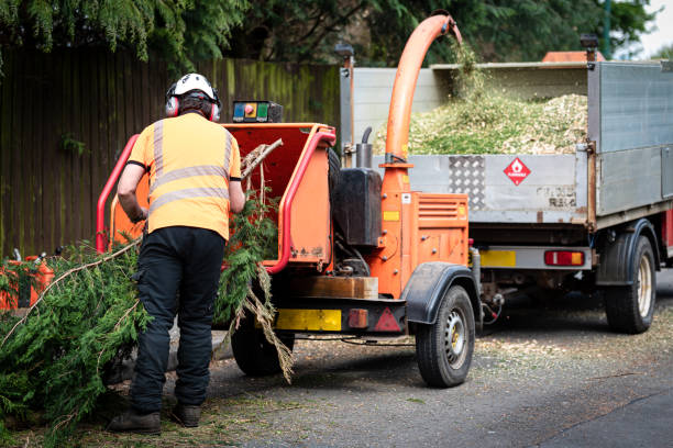 Trusted Occidental, CA Tree Services Experts