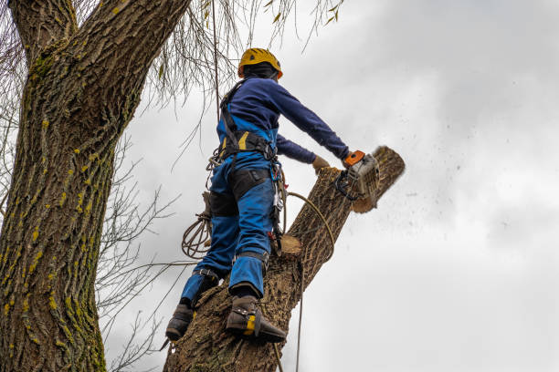 Best Commercial Tree Services  in Occidental, CA