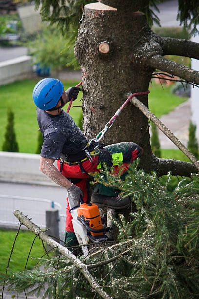 Best Storm Damage Tree Cleanup  in Occidental, CA