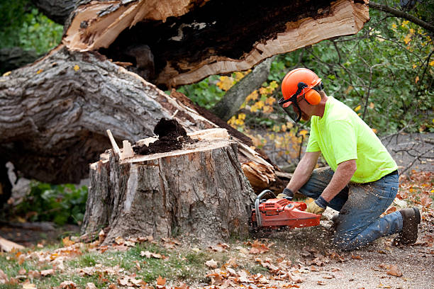 Best Soil Testing and Treatment  in Occidental, CA